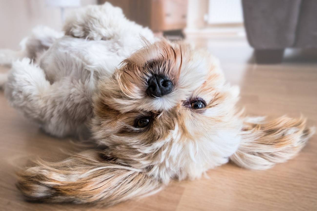Cómo cuidar a tus animales domesticados cuando hace calor